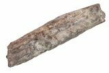Fossil Phytosaur Jaw Section With Metal Stand - Arizona #214259-4